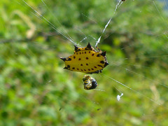 Gasteracantha cancriformis