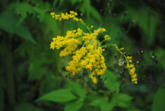 Solidago chilensis