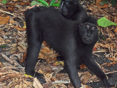 Macaca nigra