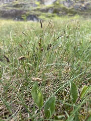 Carex rariflora