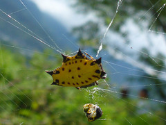 Gasteracantha cancriformis