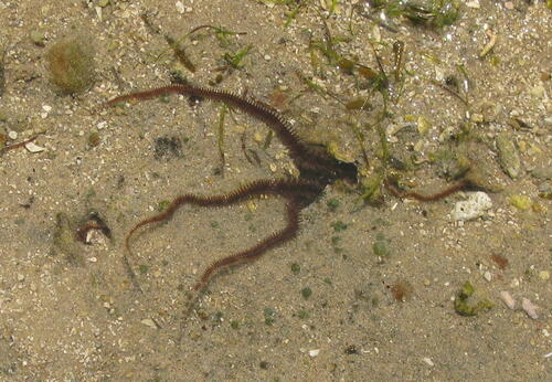 Lagoon Brittle Star