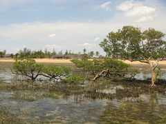 Rhizophora mucronata