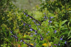 Salvia stachydifolia
