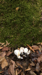 Entoloma abortivum