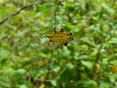 Gasteracantha cancriformis