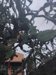 Opuntia cochenillifera