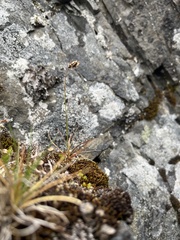 Luzula spicata