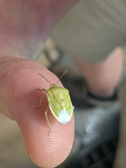 Chlorochroa uhleri