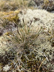 Festuca vivipara