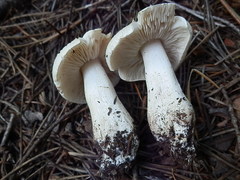 Tricholoma smithii