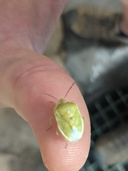 Chlorochroa uhleri