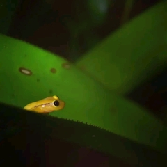 Phyllodytes luteolus