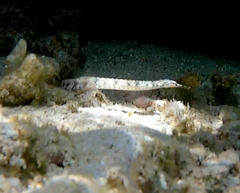 Corythoichthys schultzi