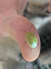 Chlorochroa uhleri