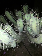 Myrtillocactus geometrizans
