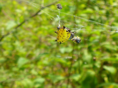 Gasteracantha cancriformis