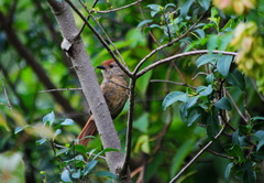 Thamnophilus ruficapillus