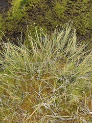 Carex canescens