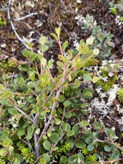 Betula glandulosa