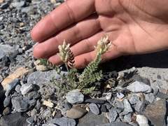 Oxytropis borealis viscida