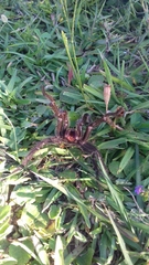 Grammostola