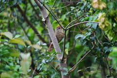 Thamnophilus ruficapillus