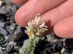 Oxytropis borealis viscida