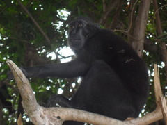 Macaca nigra