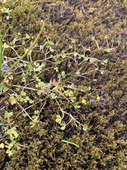 Ranunculus hyperboreus