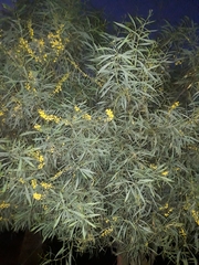 Acacia retinodes
