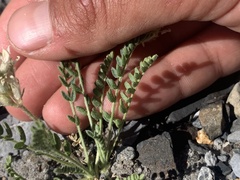 Oxytropis borealis viscida