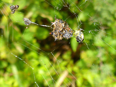 Gasteracantha cancriformis