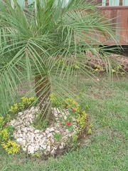 Coryphoideae