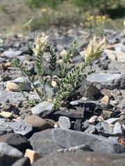 Oxytropis borealis viscida