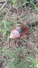 Lissachatina immaculata