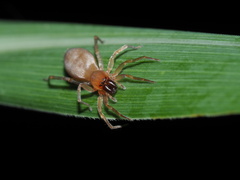 Cheiracanthium inclusum