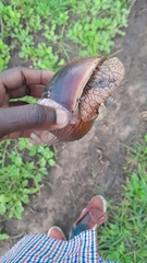 Lissachatina immaculata