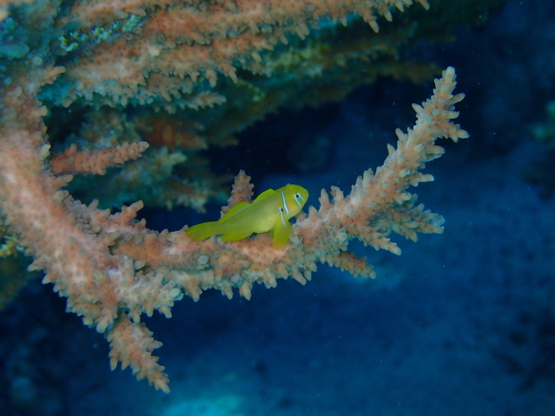 Gobiodon citrinus