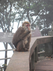 Macaca thibetana