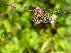 Gasteracantha cancriformis