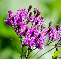 Vernonia gigantea