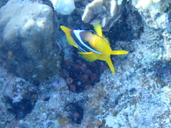 Amphiprion bicinctus