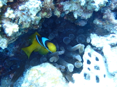 Amphiprion bicinctus