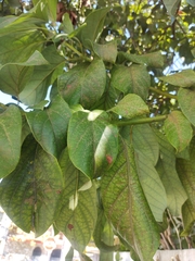 Persea americana