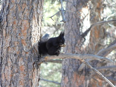 Sciurus aberti