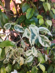 Ficus benjamina benjamina