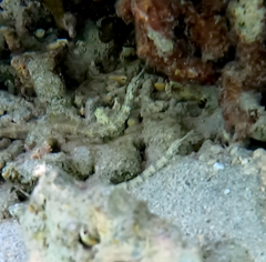 Corythoichthys schultzi