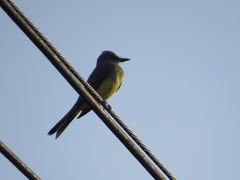 Tyrannus melancholicus