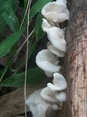 Marasmiellus candidus